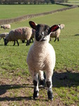 FZ004141 Lamb in field.jpg
